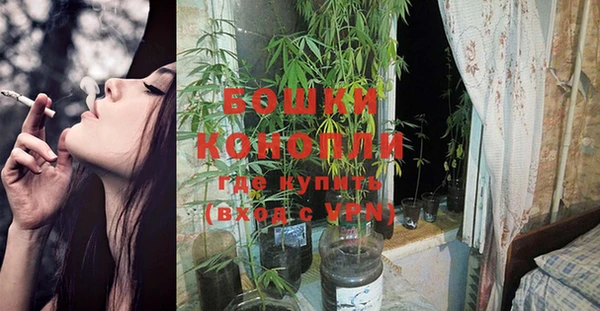 сатива Осинники